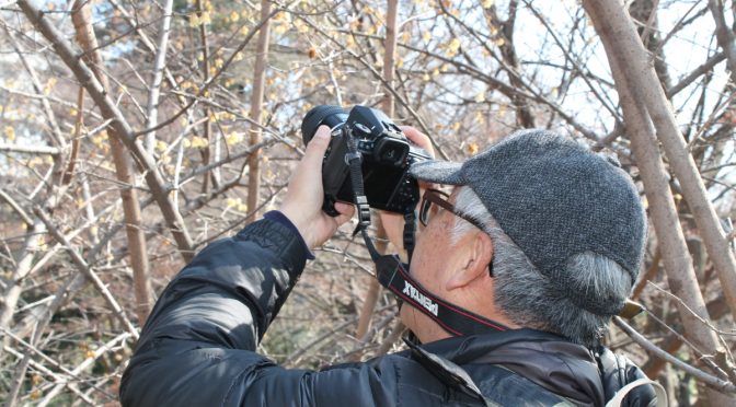 山田さんとロウバイ