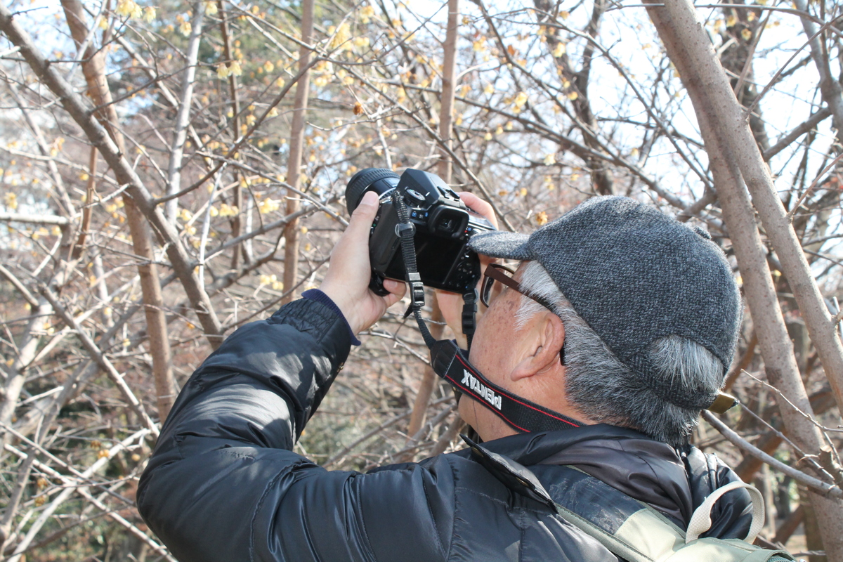 山田さんとロウバイ