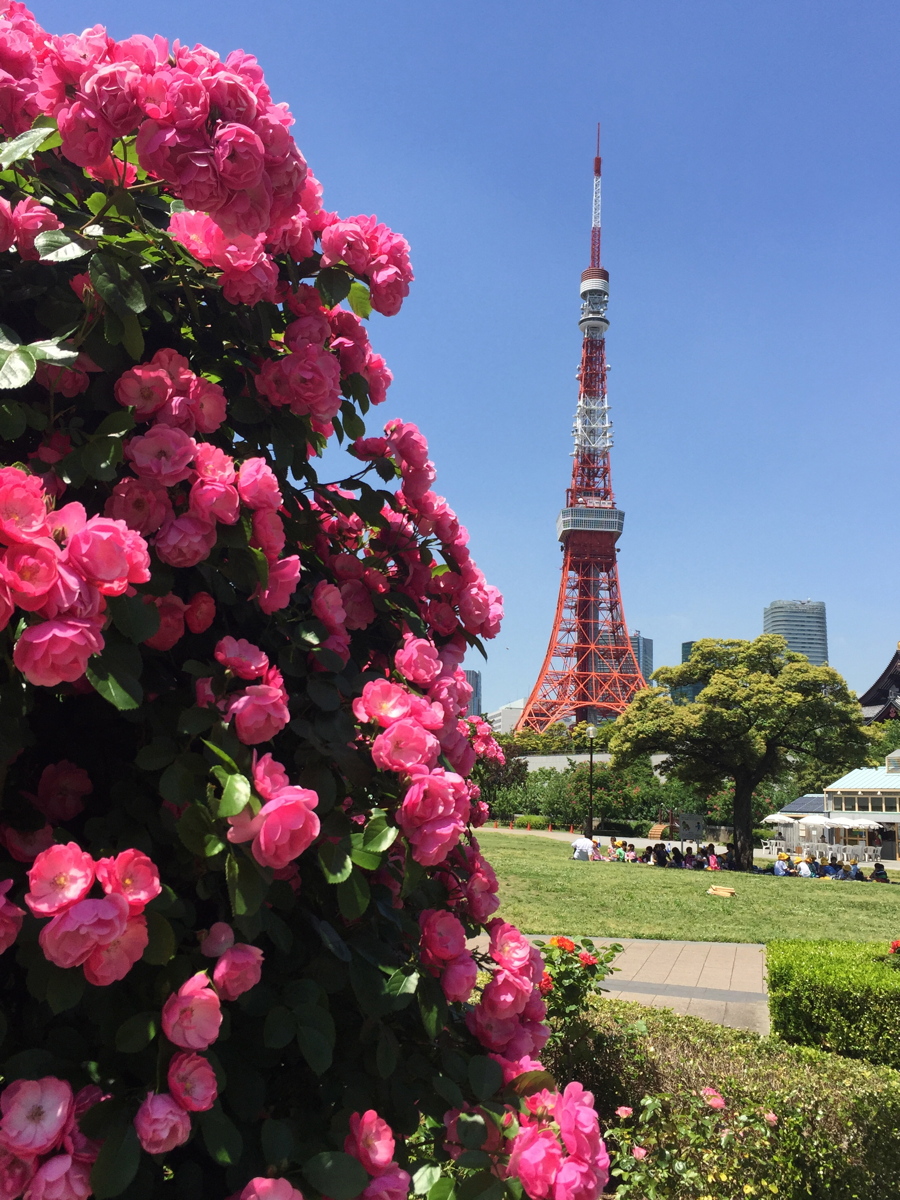 東京タワーとバラ