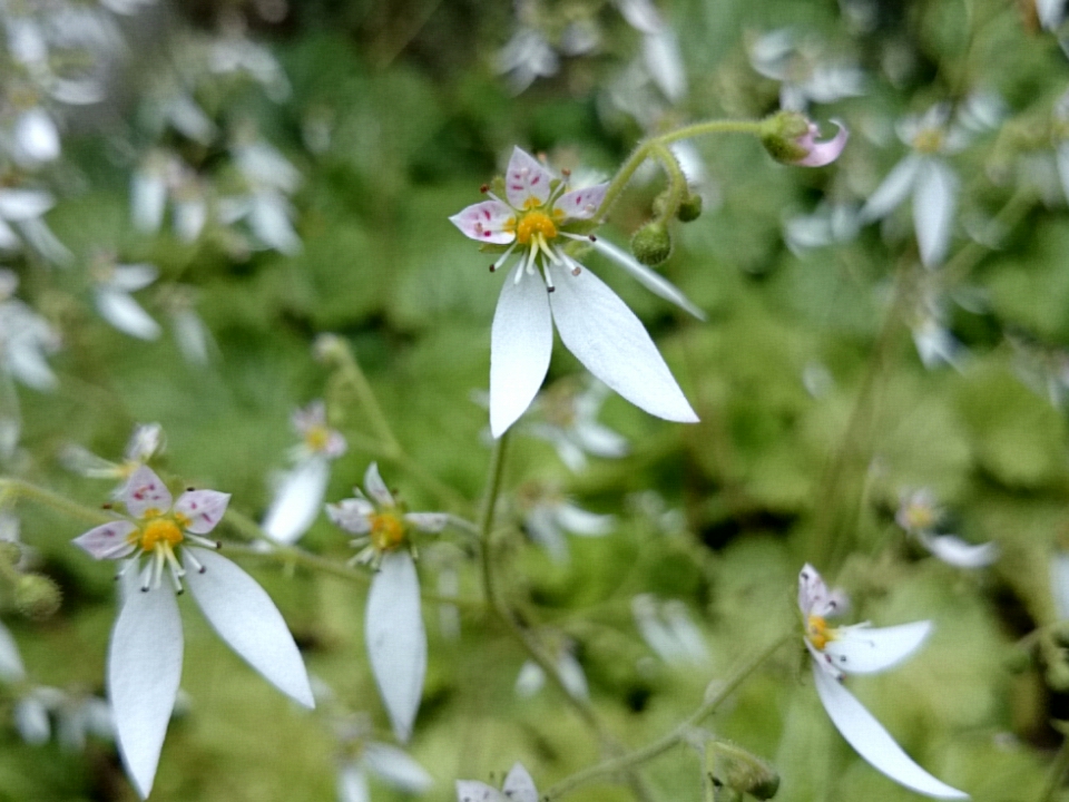 ユキノシタの花