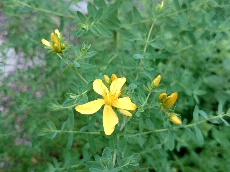 セントジョーンズワートの花