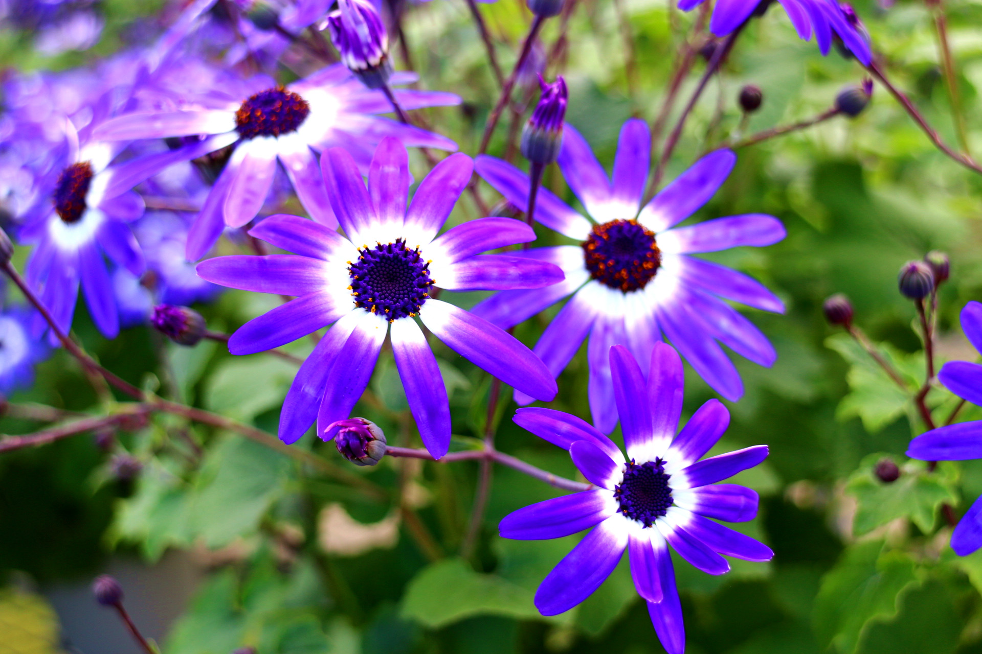 青紫に、白の中心、きれいな花姿