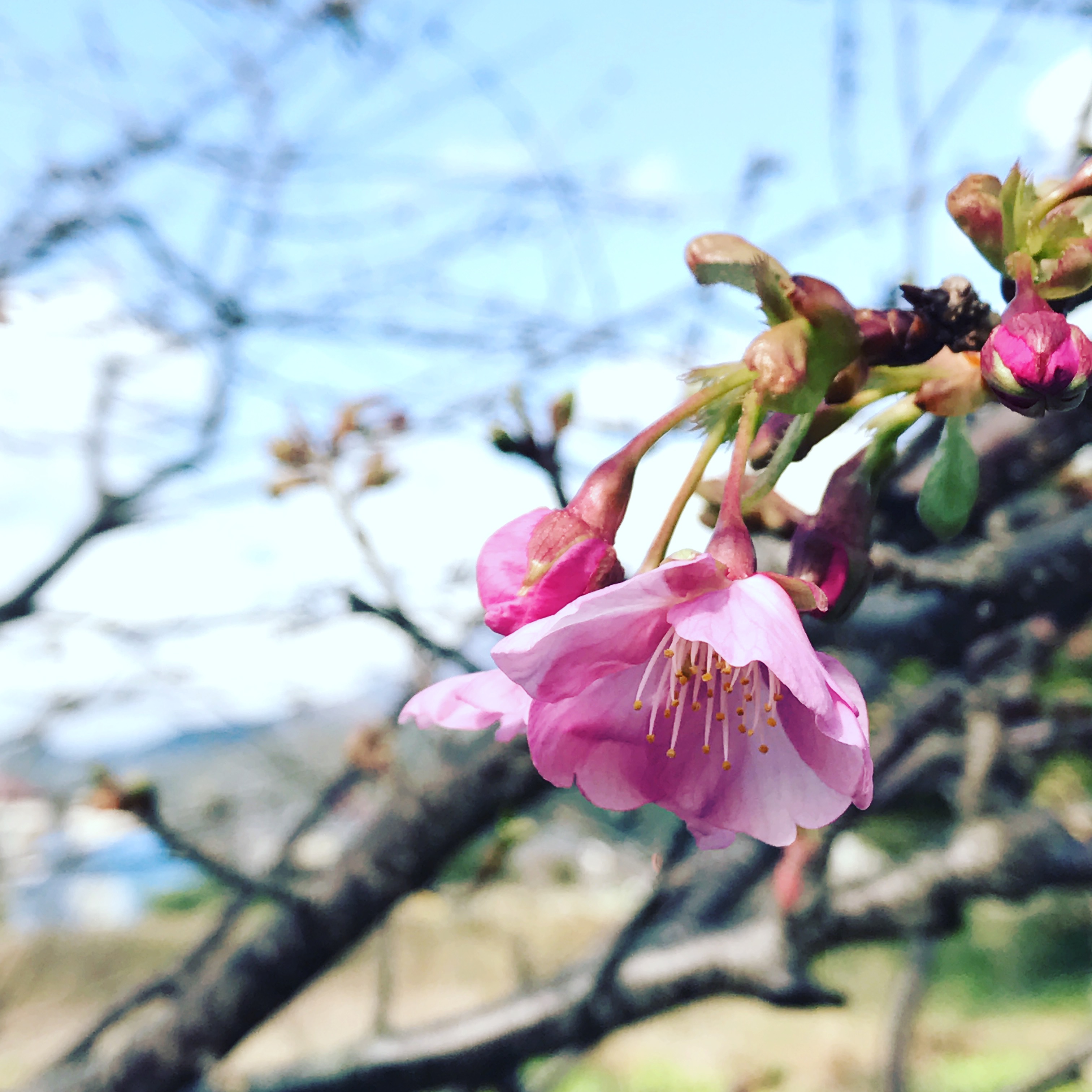 早咲きの桜を楽しみました