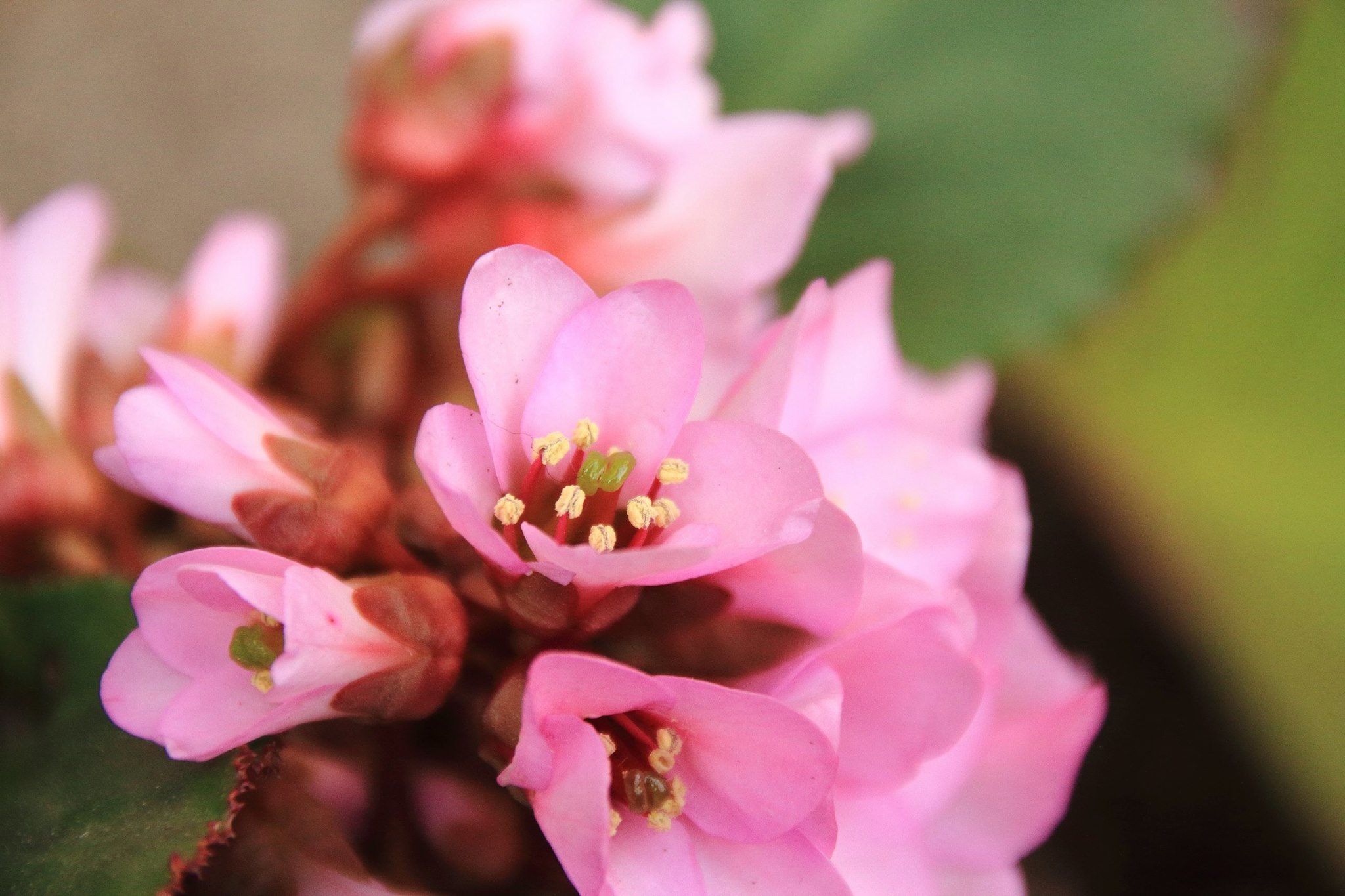 ヒマラヤユキノシタの花