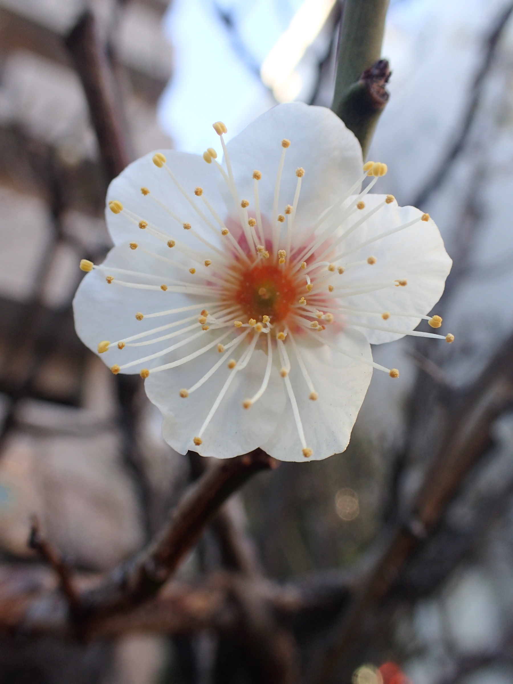 美しい花を咲かせるためには心を鬼にして鋏を入れることも重要