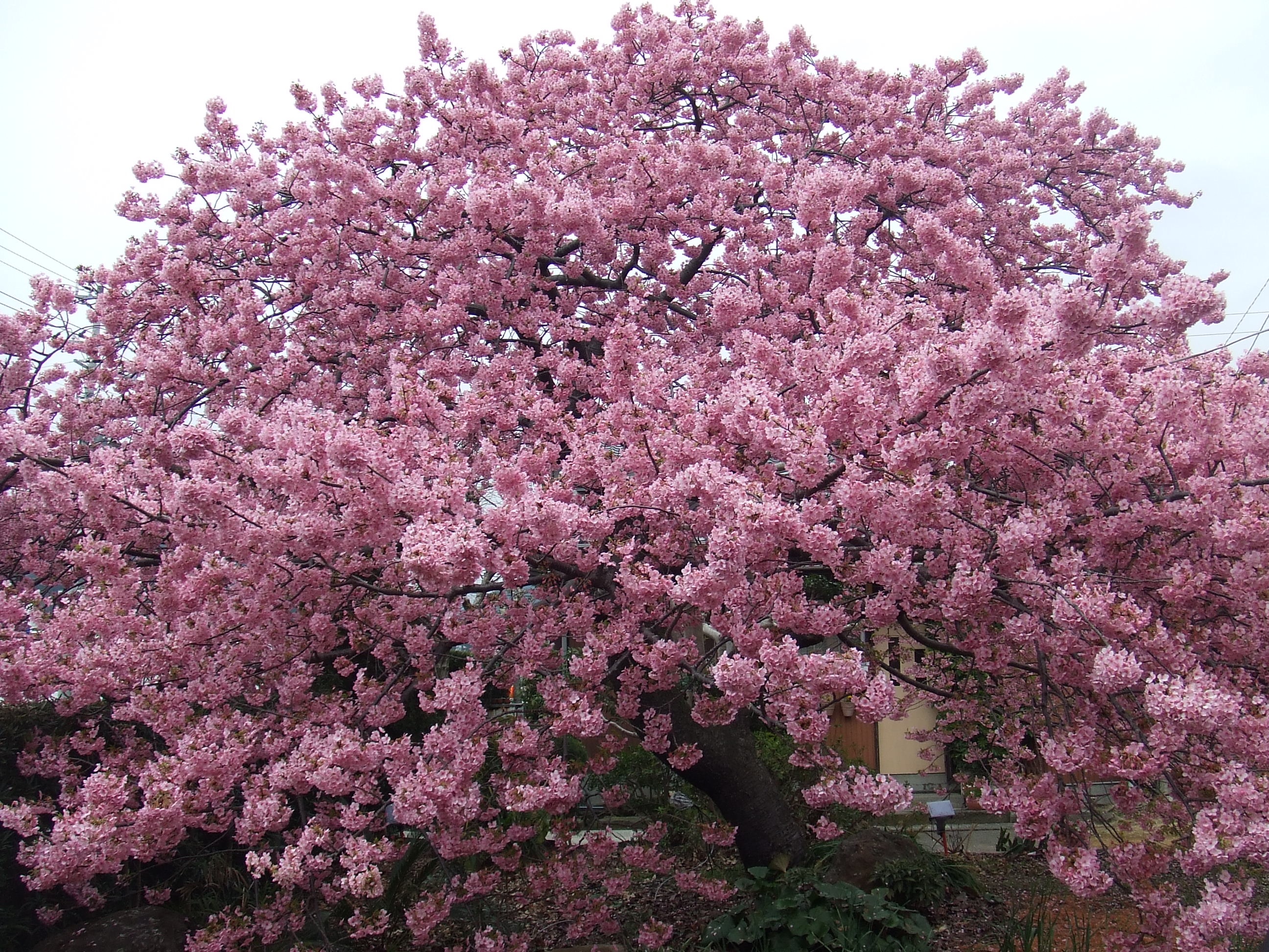 満開のかじやの桜（河津町観光協会様提供）