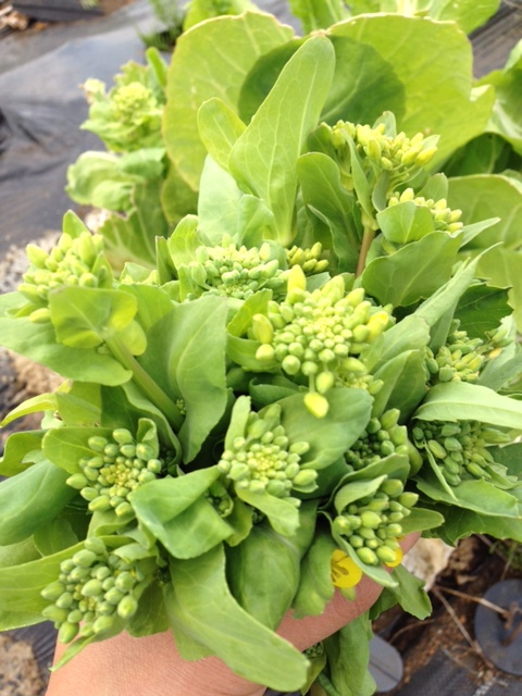 畑の畔に咲きだした菜の花。もうすぐ春です。