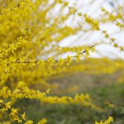 レンギョウ　熊本県山鹿市菊鹿町あんずの丘にて撮影