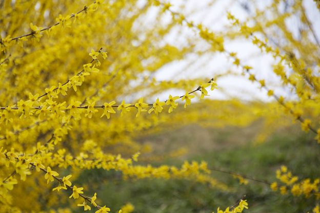 レンギョウ　熊本県山鹿市菊鹿町あんずの丘にて撮影