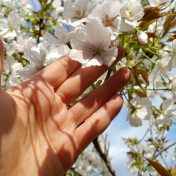 駿河台匂は樹木の背丈が低いのでこうして花に触れることができます