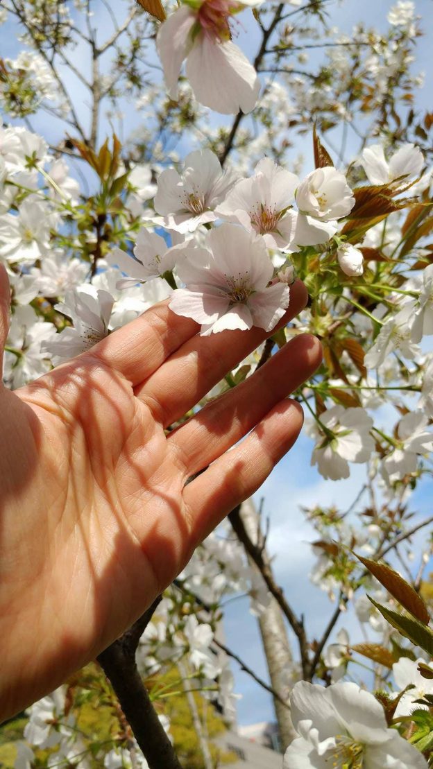 駿河台匂は樹木の背丈が低いのでこうして花に触れることができます