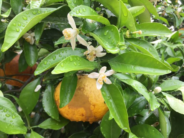 夏みかんの花