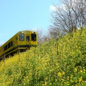 車窓からナノハナが楽しめるいすみ鉄道