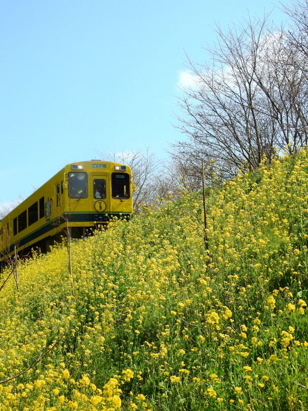 車窓からナノハナが楽しめるいすみ鉄道