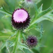 このツボミ、花は？