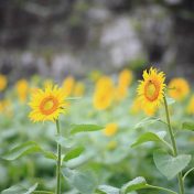 休耕田を利用したヒマワリ畑