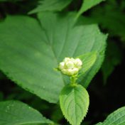 花が開く前でも葉っぱの先端のギザギザでギンバイソウであることが判断できます