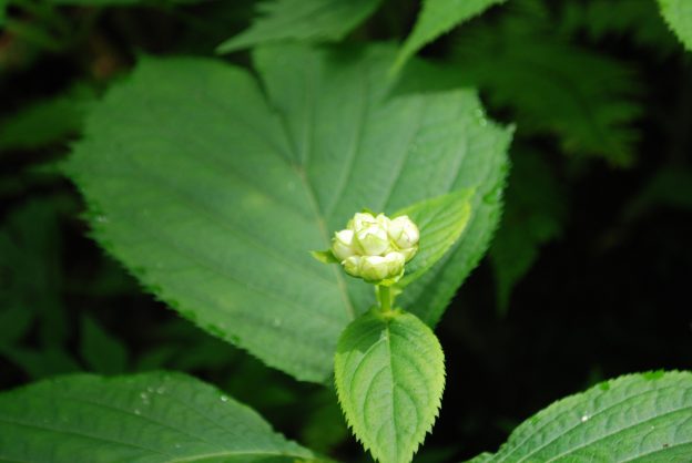 花が開く前でも葉っぱの先端のギザギザでギンバイソウであることが判断できます