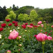 花の季節が終わると、翌年に大輪の花を咲かせるために、花柄を摘み取ります