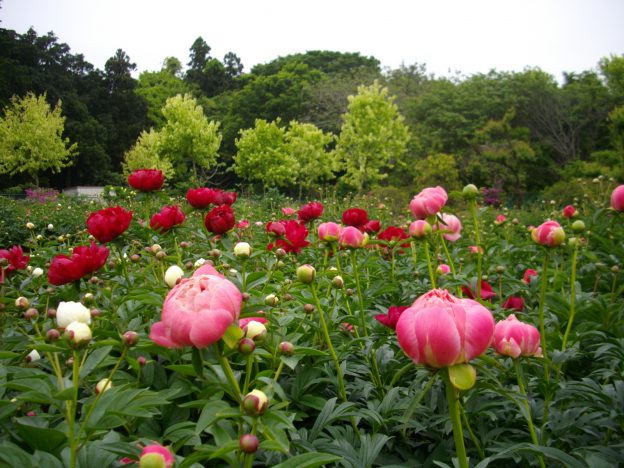 花の季節が終わると、翌年に大輪の花を咲かせるために、花柄を摘み取ります