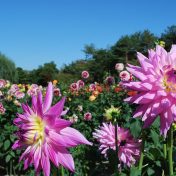 高い秋の空に向けて優雅な花を咲かせるダリヤ