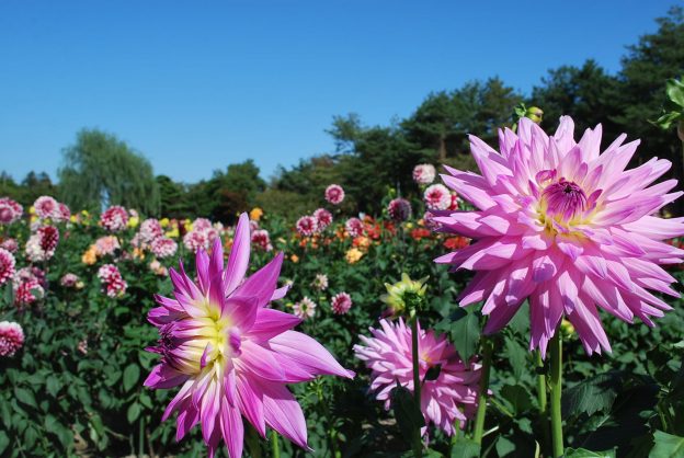 高い秋の空に向けて優雅な花を咲かせるダリヤ