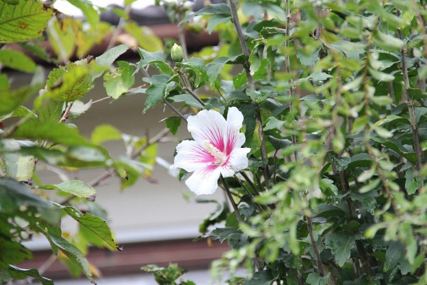 ムクゲ：夏真っ盛りでも次々と花を咲かせます