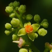 鮮やかなオレンジ色の花盤が目立ちます