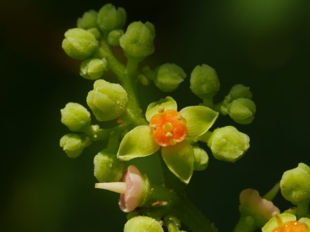 鮮やかなオレンジ色の花盤が目立ちます