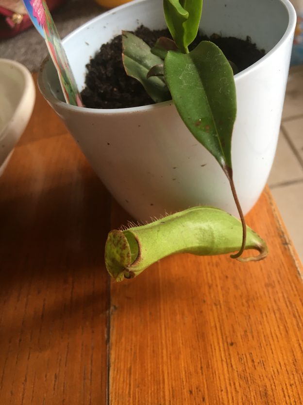 ウツボカズラ：食虫植物の代表選手