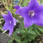 紫のキキョウの花。なじみある花でしたが……