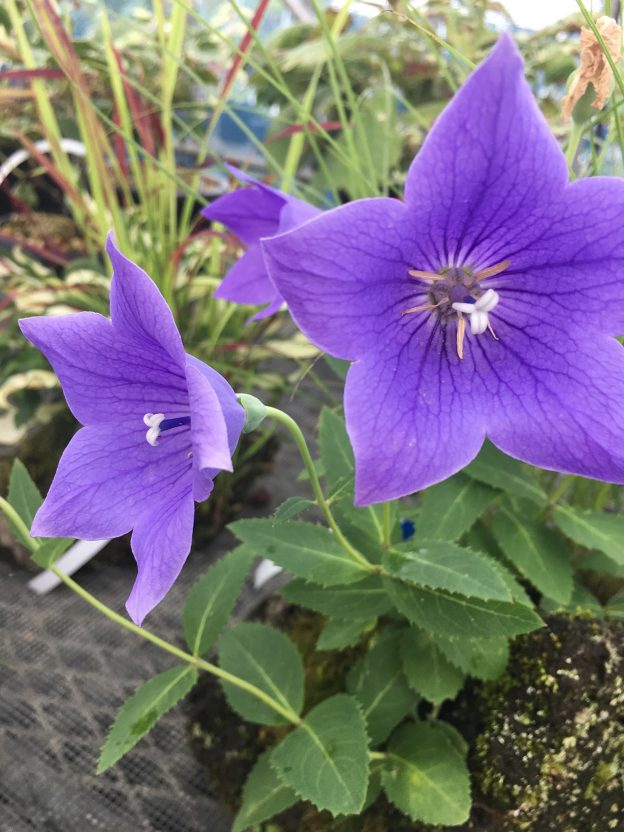 紫のキキョウの花。なじみある花でしたが……