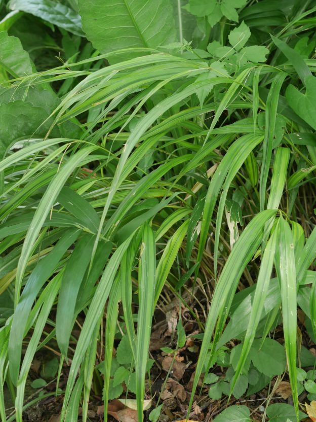 場所があれば、一株は植えたい植物