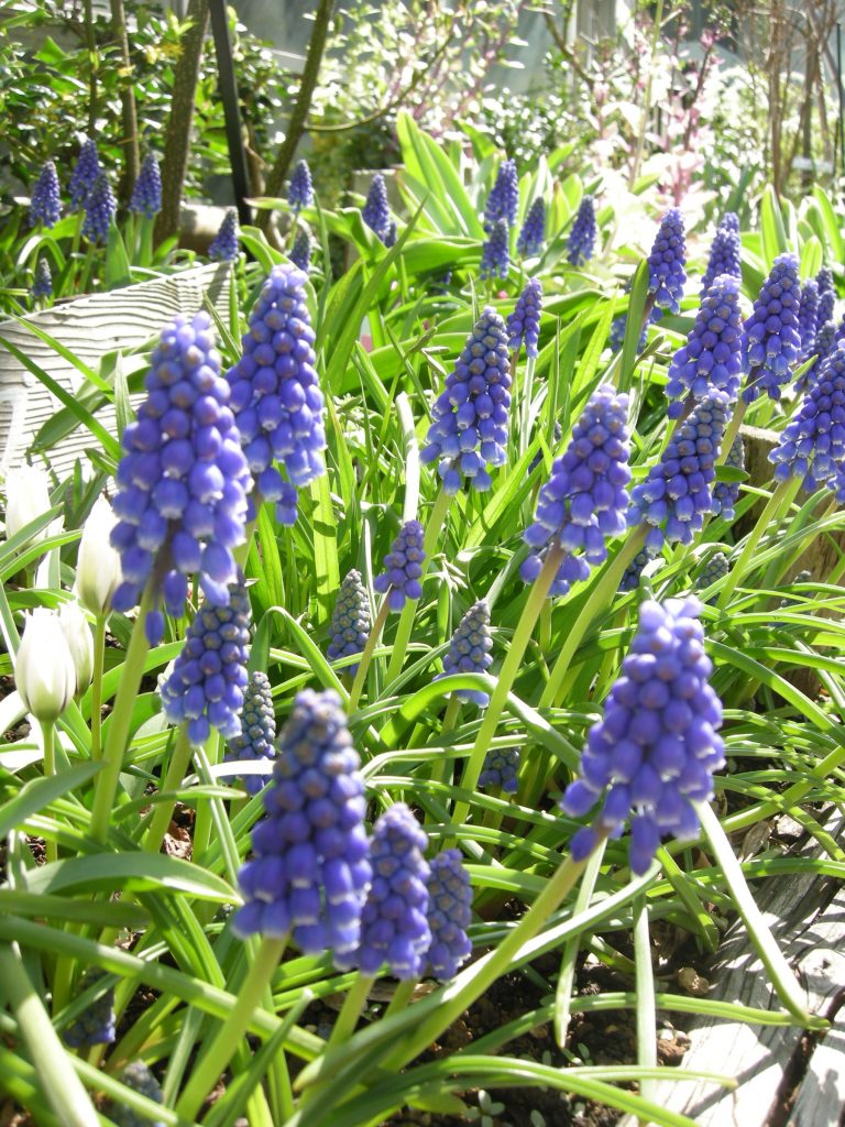 [球根]春に咲く球根植物の楽しみ方｜エバーグリーン – エバーグリーンポスト