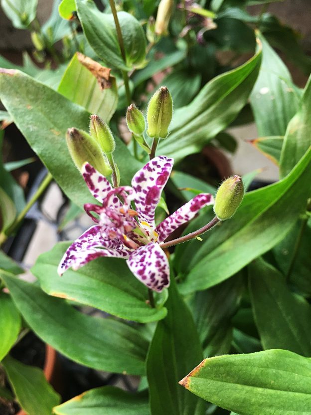 控えめな花ですが、秋の深まりを感じさせる存在です