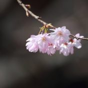 春のジュウガツザクラの花　少し花も大きめで色も濃い