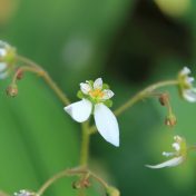 花の大きさは指先ほど