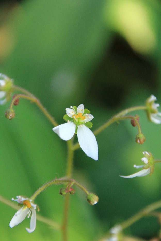 花の大きさは指先ほど