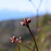 さらに前の蕾