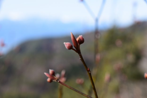 さらに前の蕾