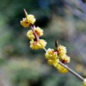 淡く透明感のあるアブラチャンの花