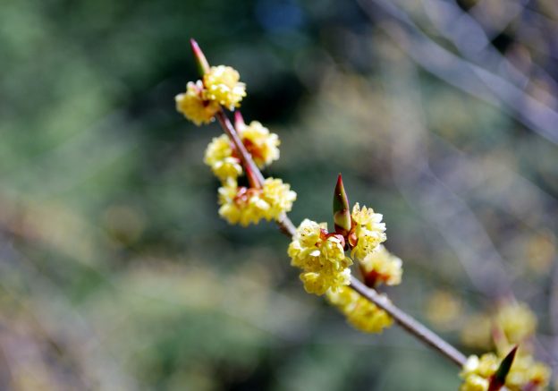 淡く透明感のあるアブラチャンの花