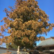 寒川神社のご神木≪スギ≫