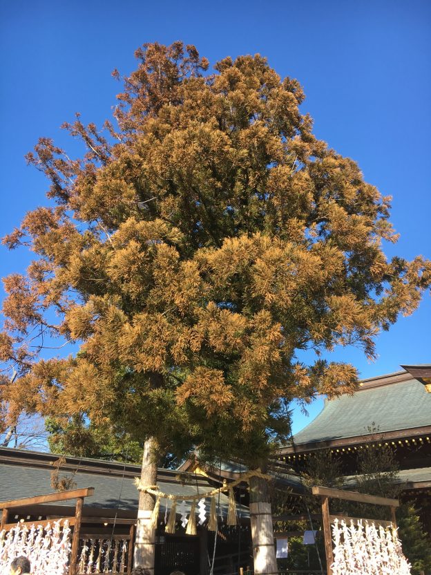 寒川神社のご神木≪スギ≫