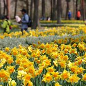 花被と副冠の花色の組み合わせがさまざまだが、どれも春らしい色合い