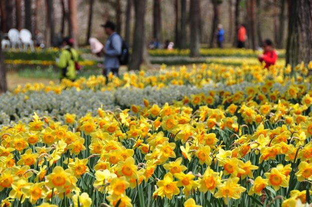 花被と副冠の花色の組み合わせがさまざまだが、どれも春らしい色合い