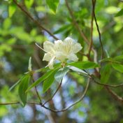 長い花柱が特徴の花