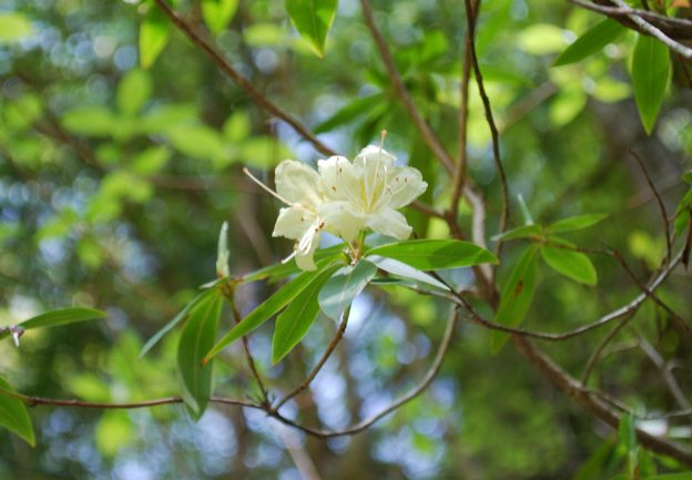 長い花柱が特徴の花