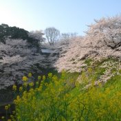 四季折々の花が咲く皇居外苑。中でも「ソメイヨシノ」を中心としたサクラの開花には多くの花見客が訪れる