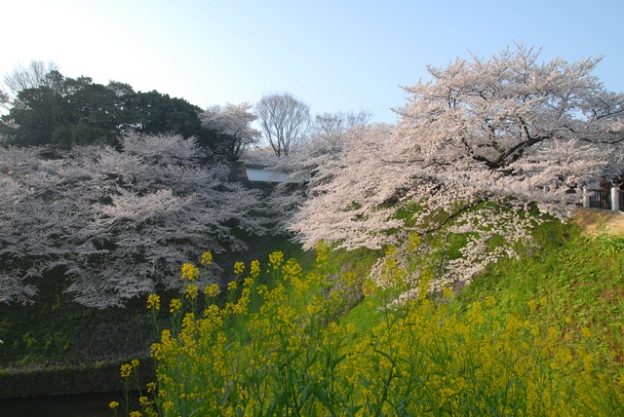 四季折々の花が咲く皇居外苑。中でも「ソメイヨシノ」を中心としたサクラの開花には多くの花見客が訪れる